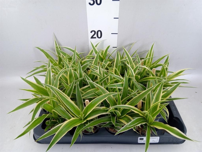 <h4>Chlorophytum com. 'Ocean'</h4>