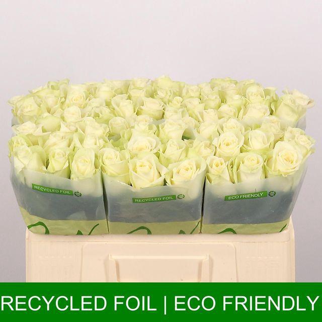 <h4>R Gr Snowstorm+</h4>