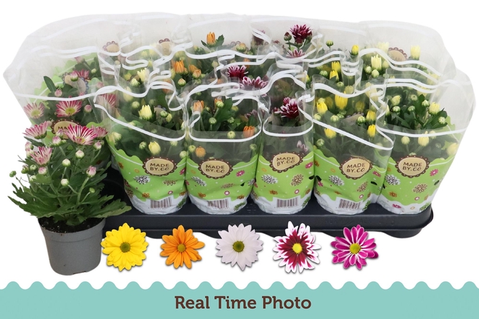 <h4>CHRYS GEM 5 KL</h4>