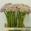 Allium Silverspring