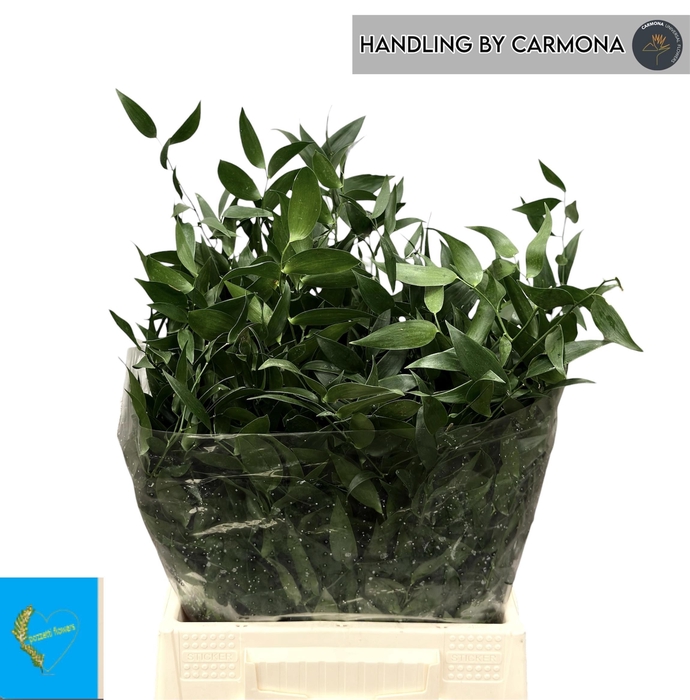 <h4>DANAE RACEMOSA PB</h4>