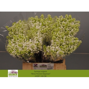 SYR V MME FL STEPMAN