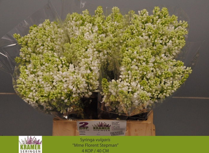 <h4>SYR V MME FL STEPMAN</h4>