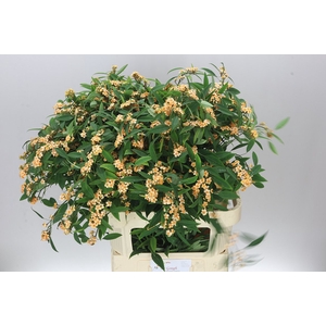 Euphorbia F T Cognac Baron