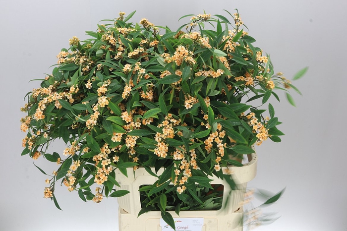 <h4>Euphorbia F T Cognac Baron</h4>
