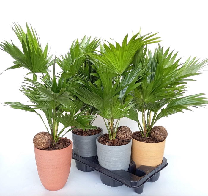 <h4>Livistona 830 voorjaarmix</h4>