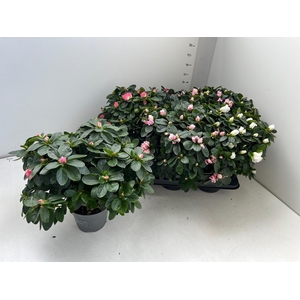 RHODO SI GEM