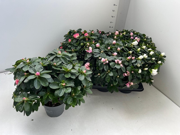 <h4>RHODO SI GEM</h4>