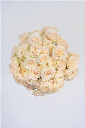 <h4>R Gr Tr Isabelle</h4>