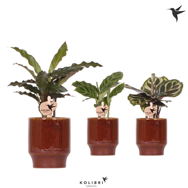 <h4>Kolibri Greens Calathea mix in Classy pot red</h4>