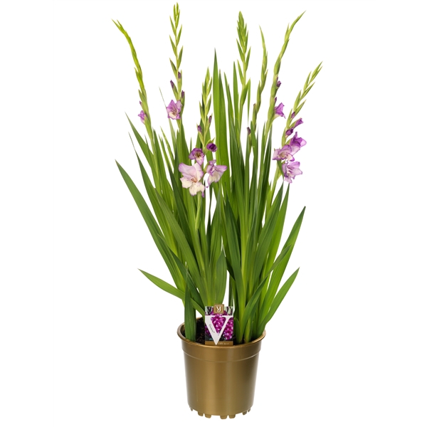 <h4>Gladiolus glamini naomi</h4>