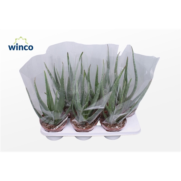 <h4>Aloe Vera</h4>