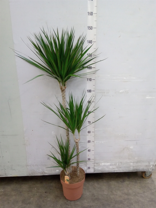 <h4>Dracaena marg.</h4>