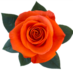 R Gr Carnelian Orange 40cm EC