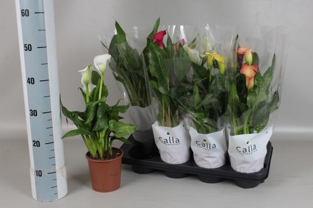 <h4>ZANT GEM 6 KL</h4>