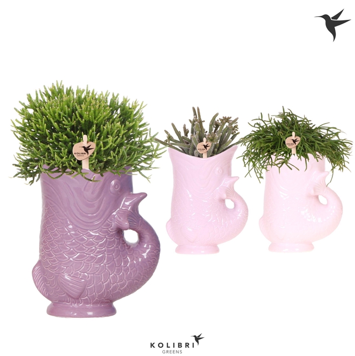 <h4>Kolibri Greens Rhipsalis mix in Fish pot lila mix</h4>