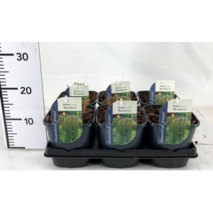 Molinia caerulea Moorhexe