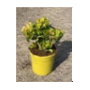 Crassula overig