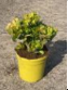 Crassula overig