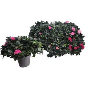 RHODO SI VOGEL GEM