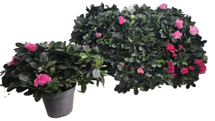 <h4>RHODO SI VOGEL GEM</h4>