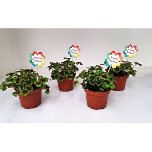 P7 Met voorjaar steker FR