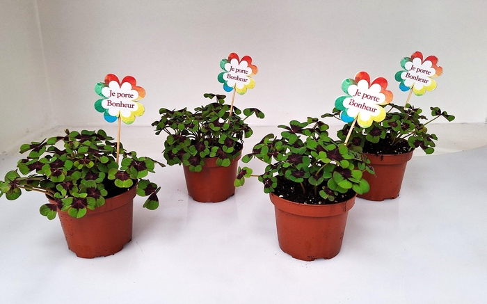 <h4>P7 Met voorjaar steker FR</h4>