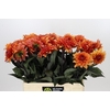 Dahlia Statue of Orange