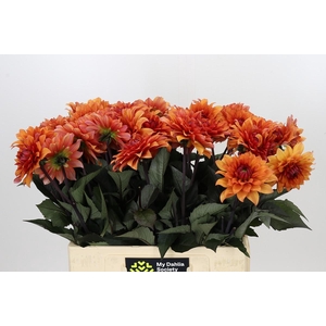 Dahlia Statue of Orange
