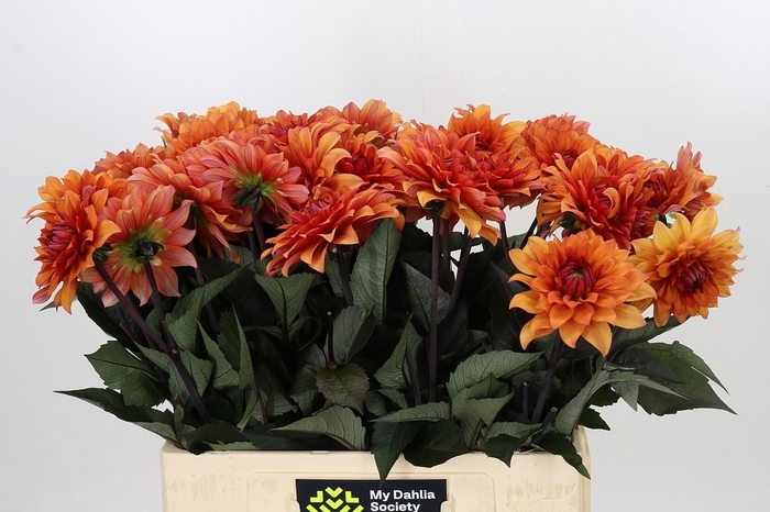 Dahlia Statue of Orange
