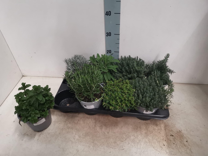 <h4>Kruiden gemengd Bio</h4>