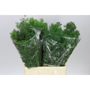 Asparagus Umbellatus