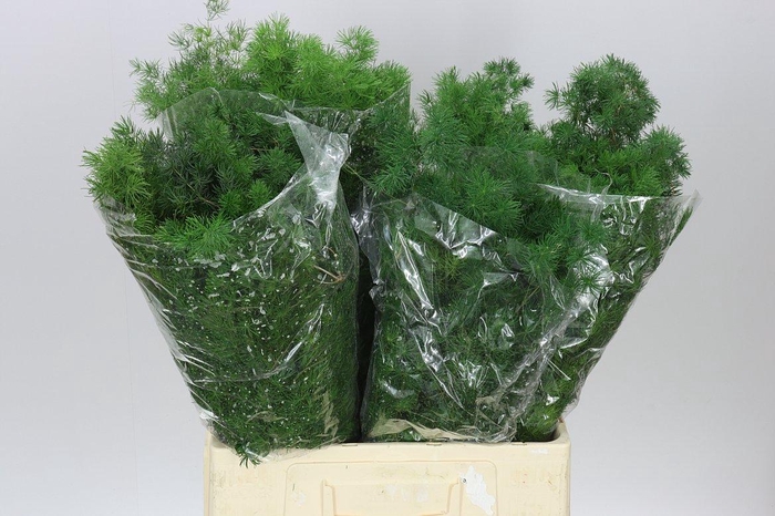 <h4>Asparagus Umbellatus</h4>