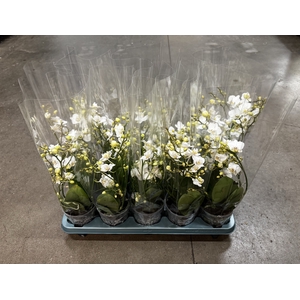 Phalaenopsis Wild White 12Ø 50cm