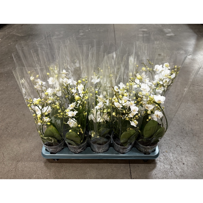 <h4>Phalaenopsis Wild White 12Ø 50cm</h4>