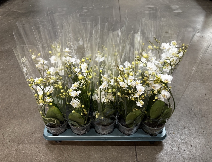 Phalaenopsis Wild White 12Ø 50cm