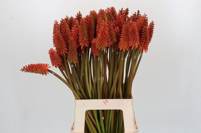 <h4>Kniphofia  'Alcazar'</h4>