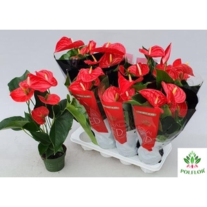 Anthurium Michigan 14Ø 50cm 5fl