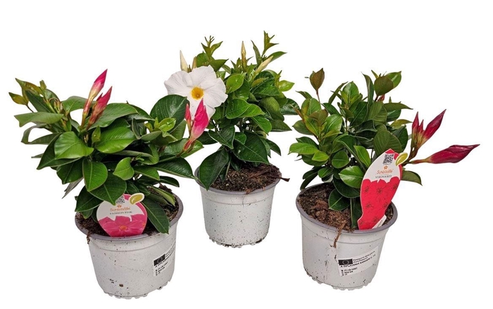 <h4>MANDE SUN GEM</h4>