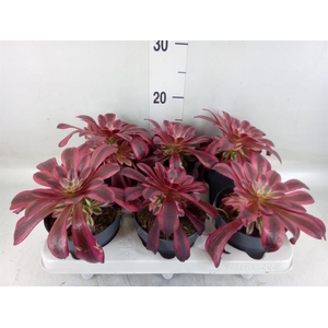Aeonium   ...