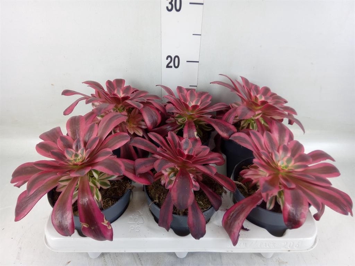 <h4>Aeonium   ...</h4>