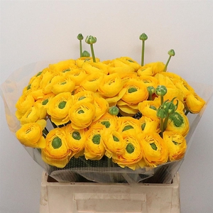 Ran Su Omega Yellow Extra