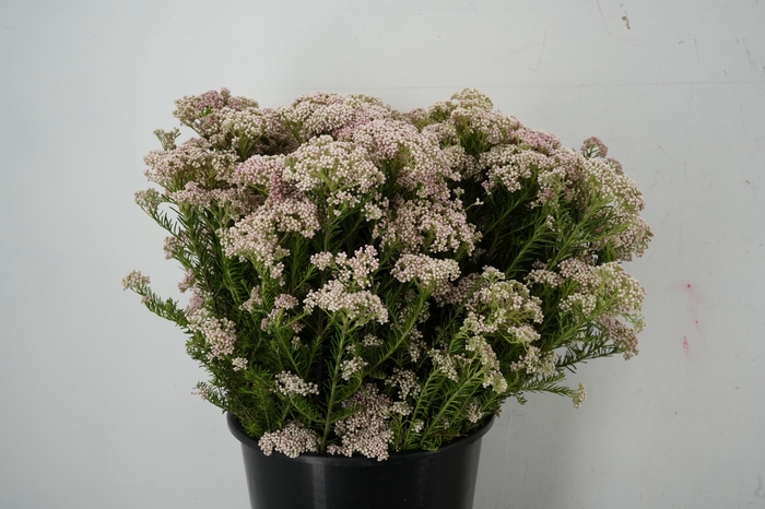 <h4>OZOTHAMUS WHITE</h4>