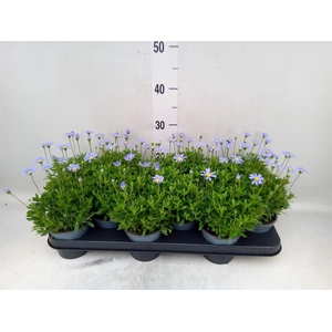 Felicia amell. 'Felicitara Blue'