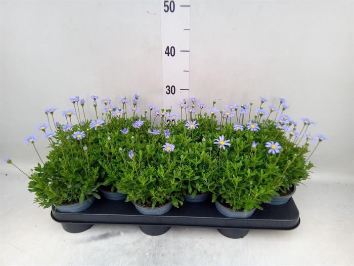 <h4>Felicia amell. 'Felicitara Blue'</h4>