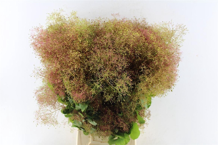 <h4>Cotinus Coggygria</h4>