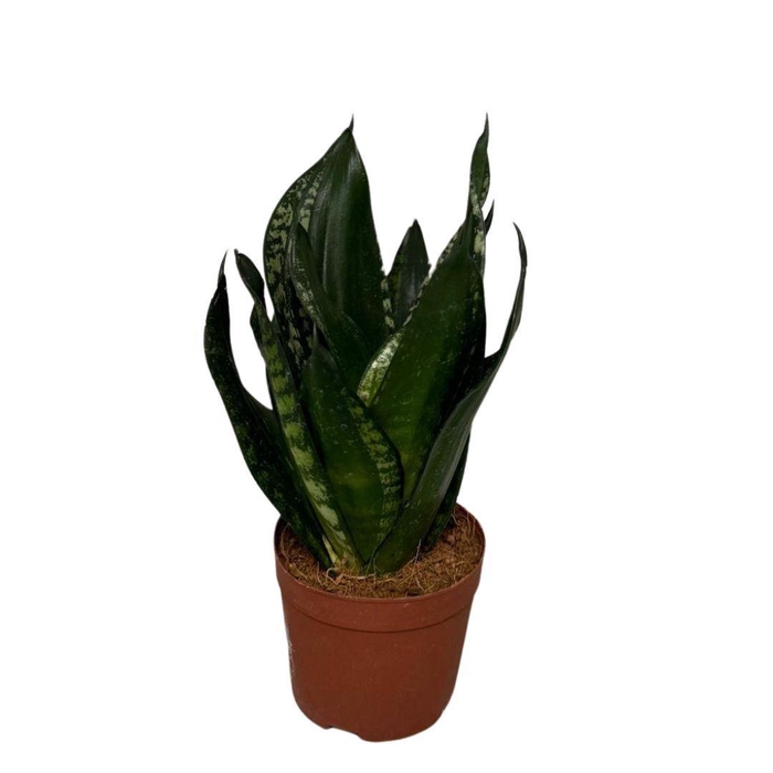 <h4>Sansevieria Hahnii</h4>