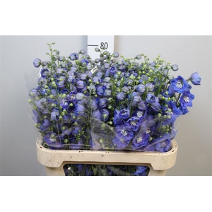 Delph Du Morning Blue