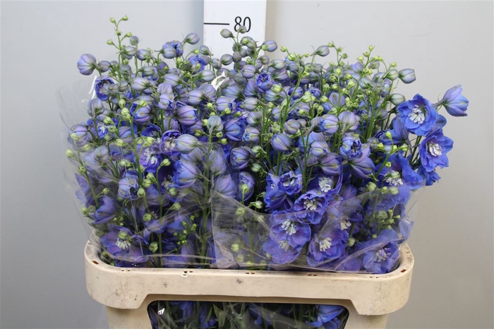 <h4>Delph Du Morning Blue</h4>