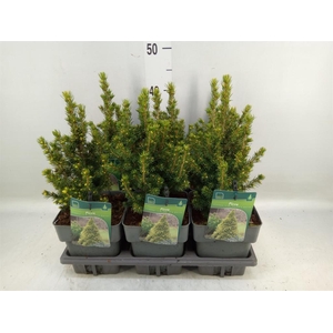 Picea glauca